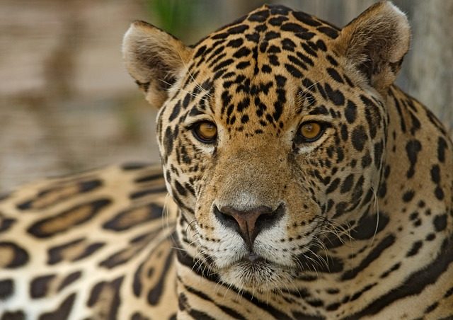 Pantanal, Porto Jofre